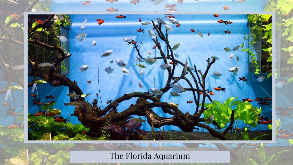 proposing at the florida aquarium 