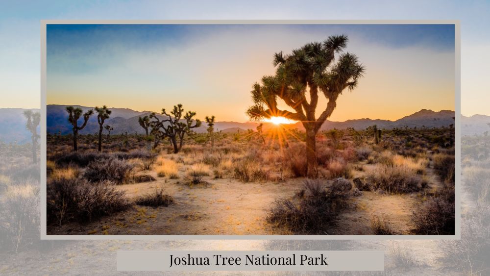 proposing at the joshua tree national park an idea for where to propose in california