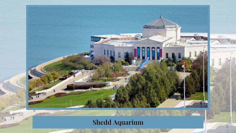 shedd aquarium in chicago for a great idea of proposing in chicago
